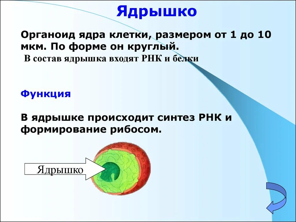 Составляющие элементы ядра. Ядрышко строение и функции. Функция ядрышка в растительной клетке. Строение и функции ядрышка клетки.