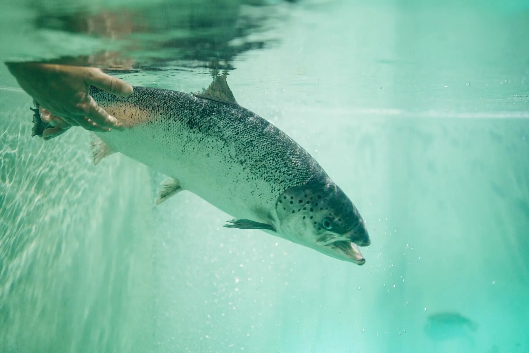 Семга в воде. Семга. салмон коув. sunseekers salmon ® &#039;ifecssal&#039; эхеноцея. семга в воде панорамное фото высокого разрешения.