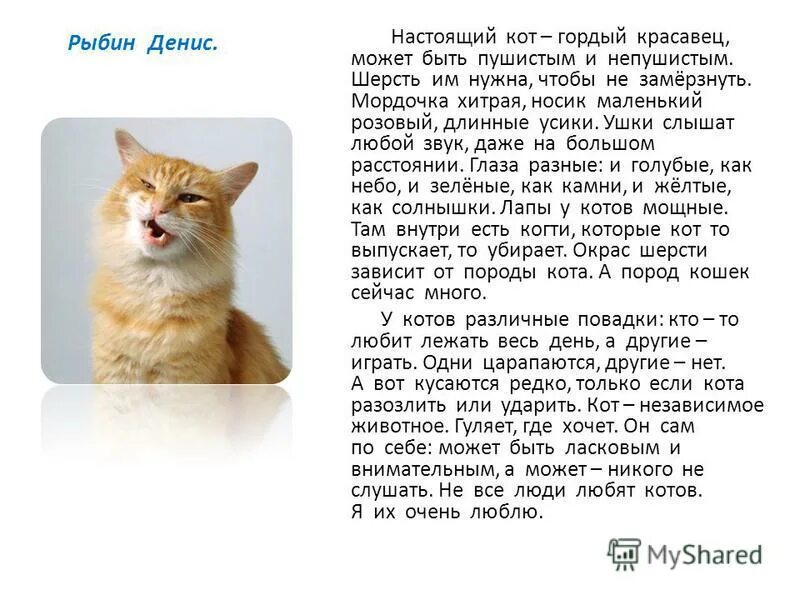 Включи кота описание. Придумать рассказ о животных. Придумать сказку про кота. Сказка о домашнем животном. Придумать сказку про своего кота.