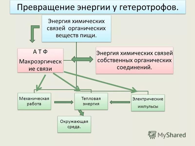 гетеротрофный обмен веществ.