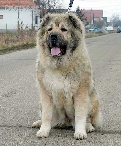 Caucasian Shepherd Beautiful Huge Dogs! Caucasian shepherd dog, Caucasian mounta