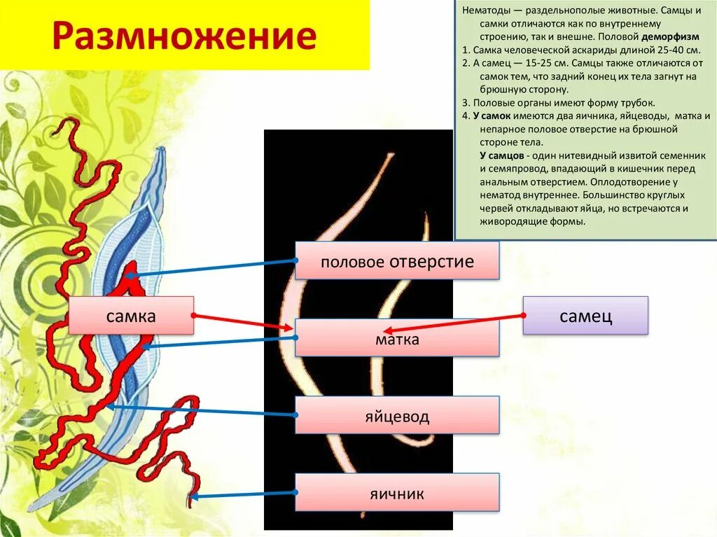 Половая система аскариды человеческой. Размножение круглых червей. Размножение нематод. Тип круглые черви половая система.