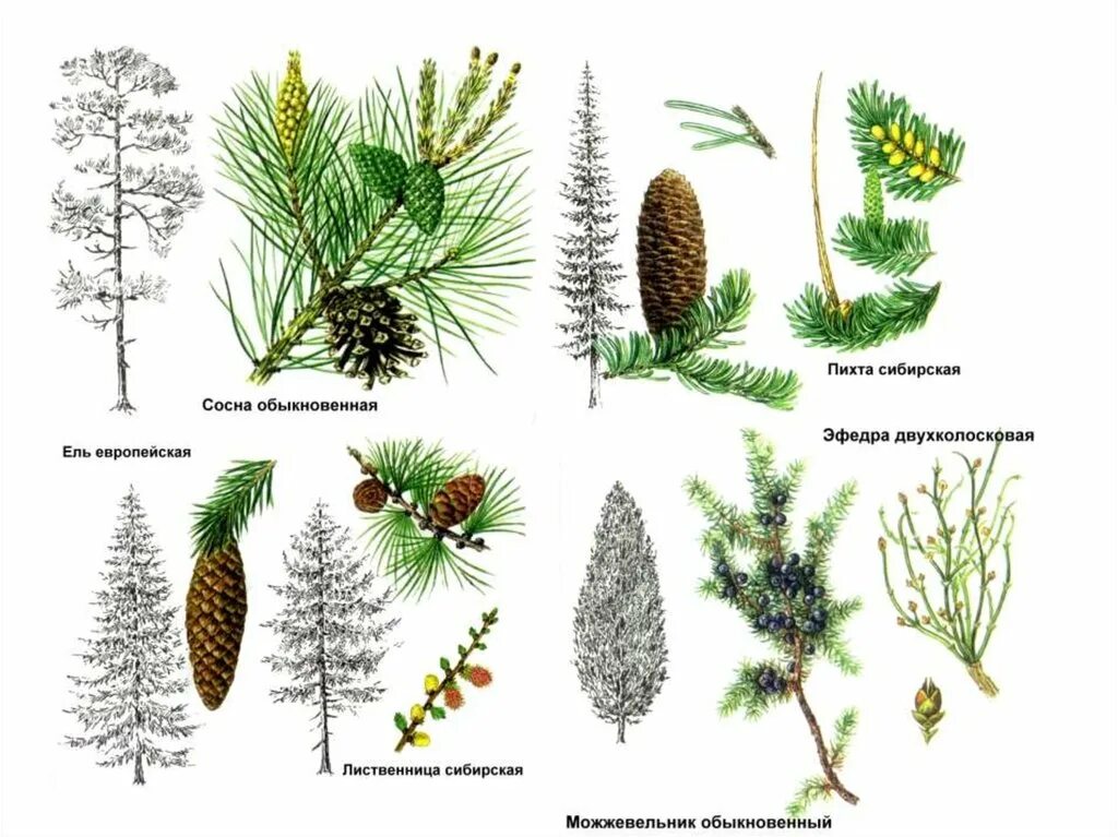 Пихта относится к голосеменным. Голосеменные пихта. Голосеменные ель обыкновенная. Пихта относится к голосеменным. Ель обыкновенная голосеменное растение.