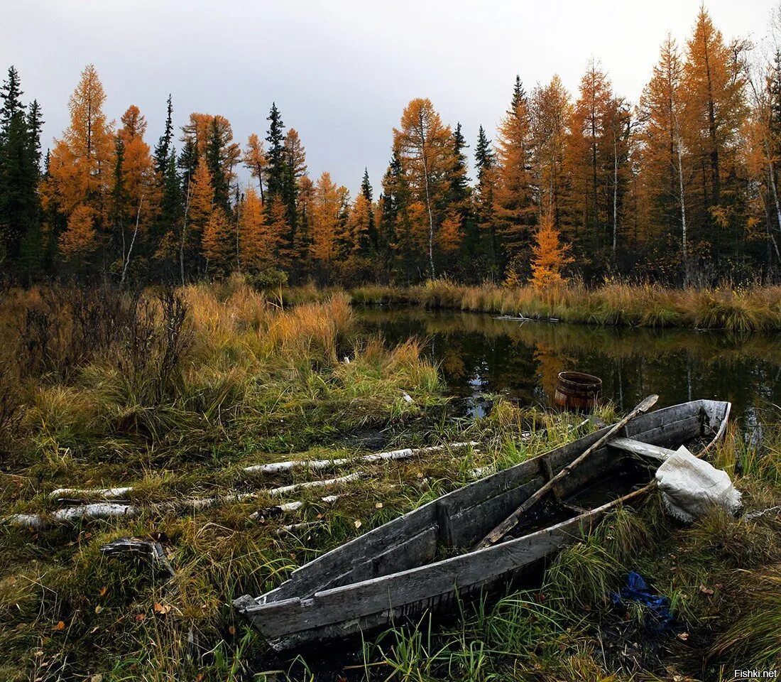 живу в сибири у реки ютуб. сибирский лес сибирская тайга летом. непролазная сибирская тайга. лодка на реке. тайга лес новосибирск.