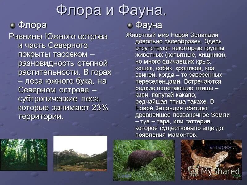 Таблица растительный мир территории