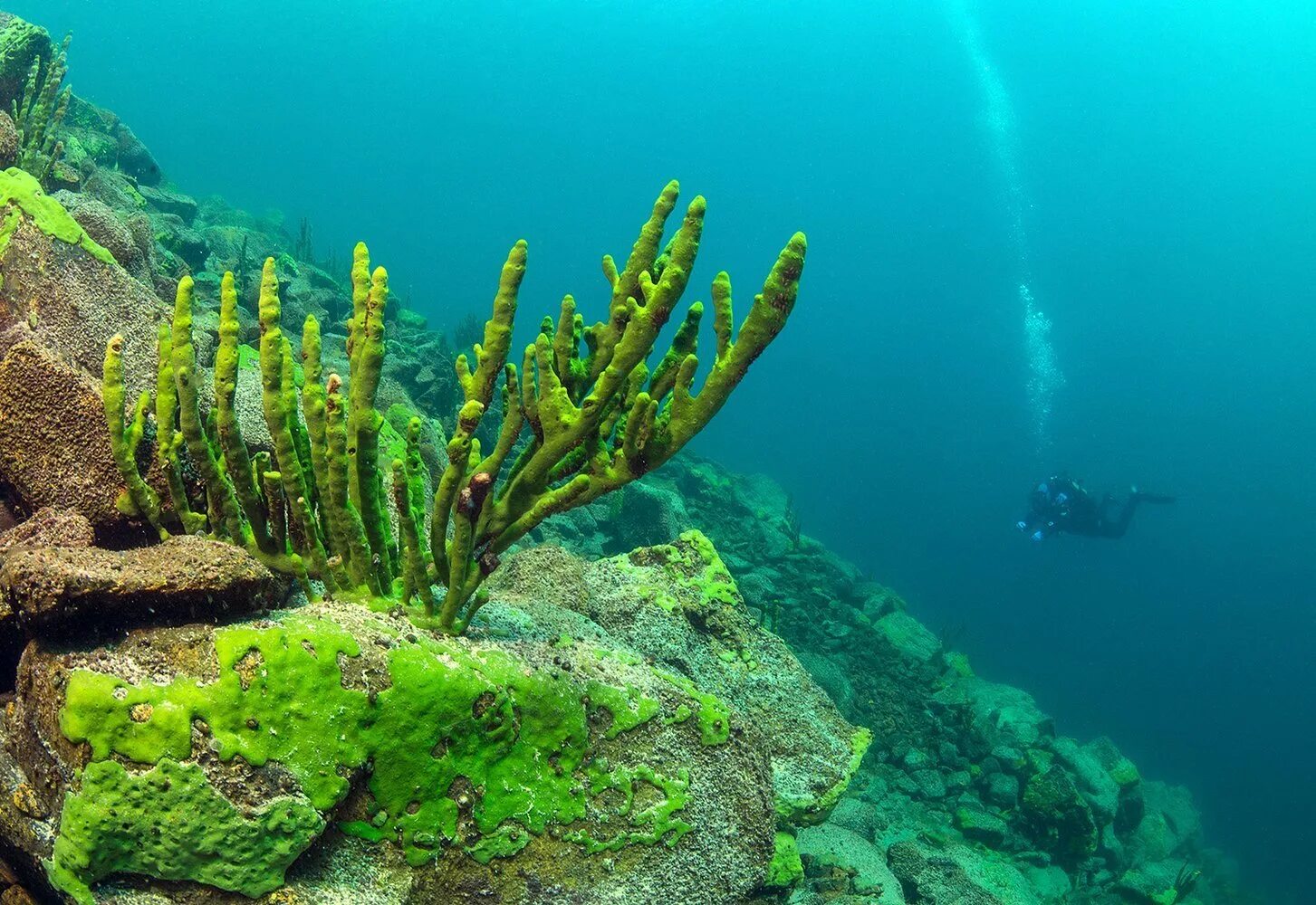 Lubomirskia Baicalensis (Байкальская губка). Синезеленые водоросли Байкала. Водоросли эндемики Байкала. Озеро Байкал Байкальская губка.