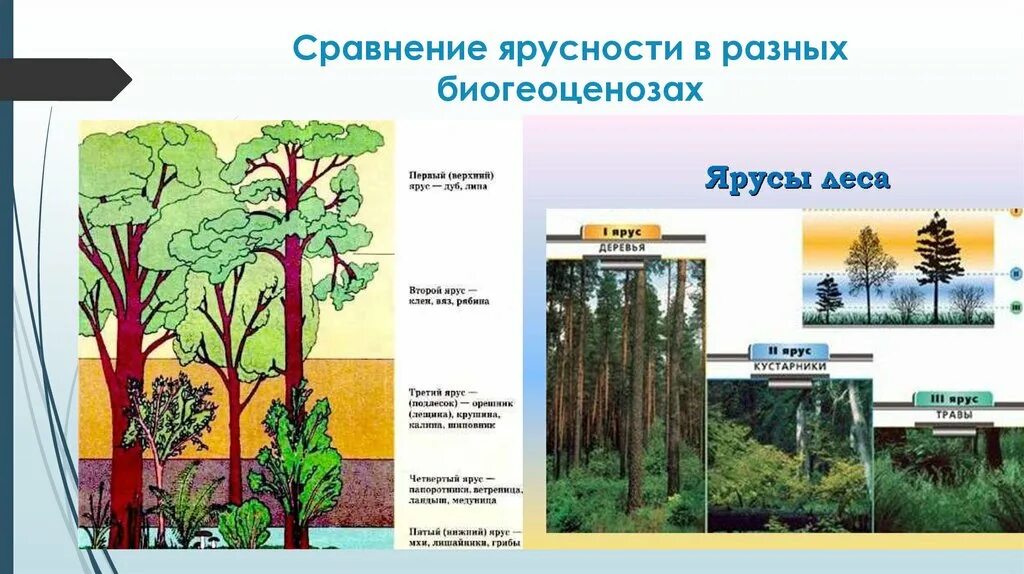 Роль ярусности в природном сообществе. Ярусность растений леса. Схема ярусность растений. Ярусность тропического леса. Ярусность влажного тропического леса.