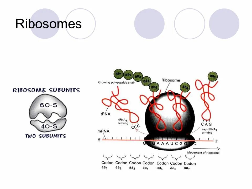 Рибосома процесс впр. Ribosomes. Ribosome structure. Рибосомы повреждающие факторы. Схема трансляции на рибосоме.