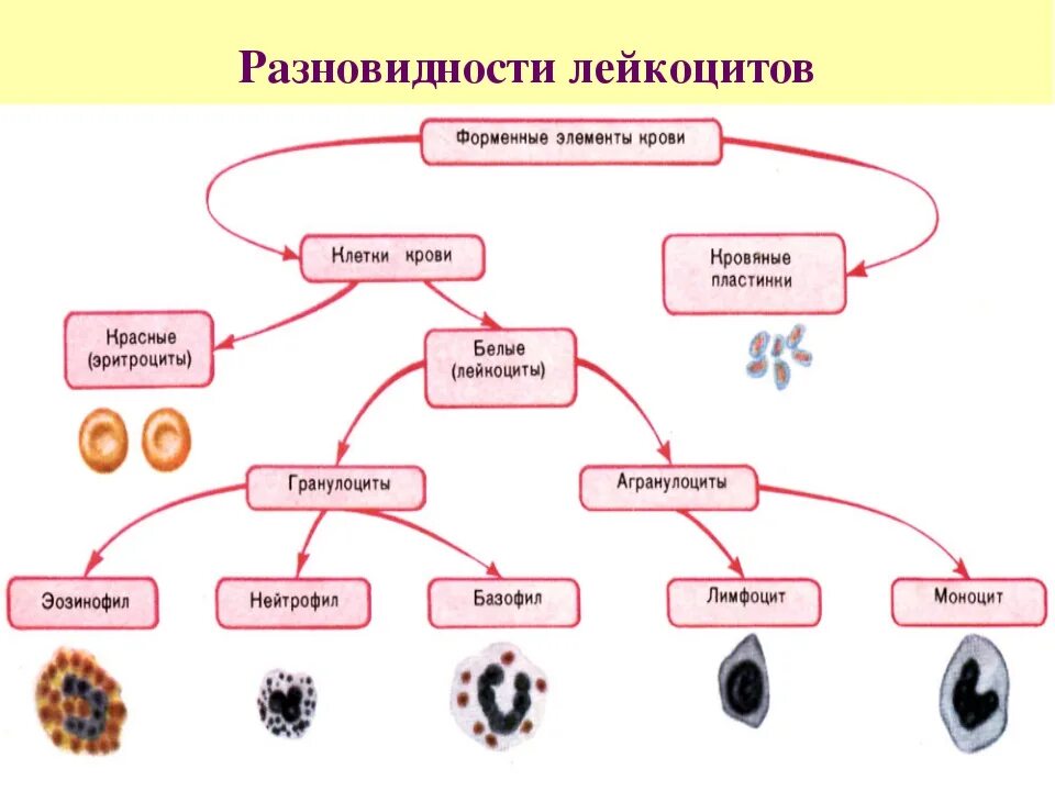 Лейкоциты группы крови