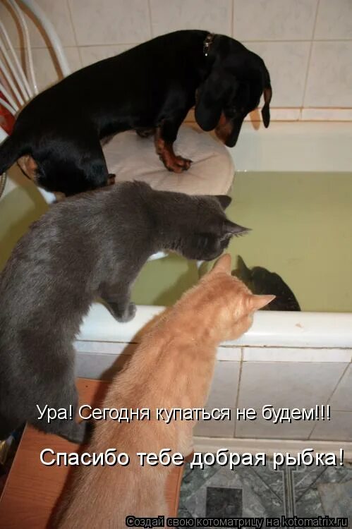 мемы с ди каприо. смешные коты с надписями. маразм крепчал мем. мокрый облезлый кот. я сегодня мылась поебусь может.