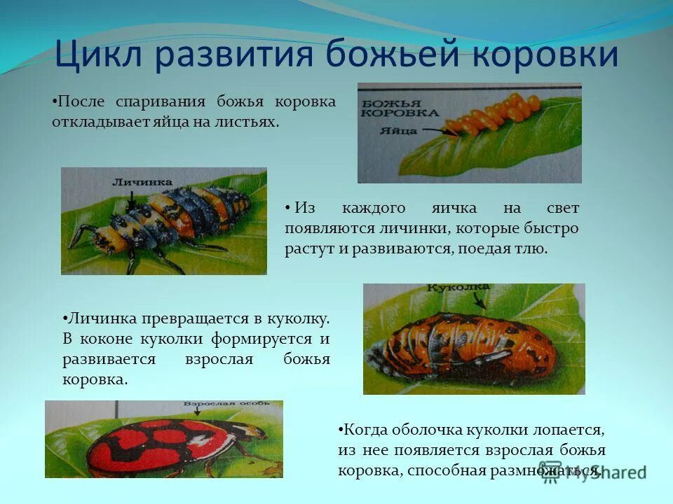 Какое развитие у божьей коровки