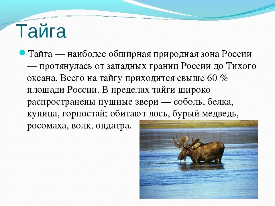 Тайга краткий рассказ. Зона тайги в России 4 класс. Рассказ о природной зоне. Рассказ про тайгу 4 класс. Сообщение о природной зоне.