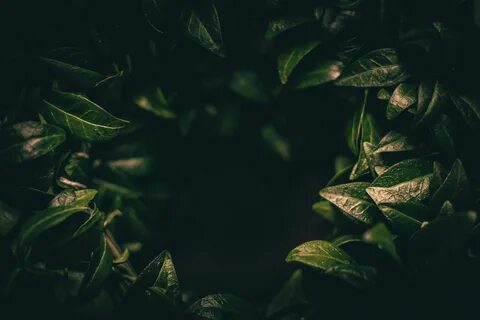 Dark plant