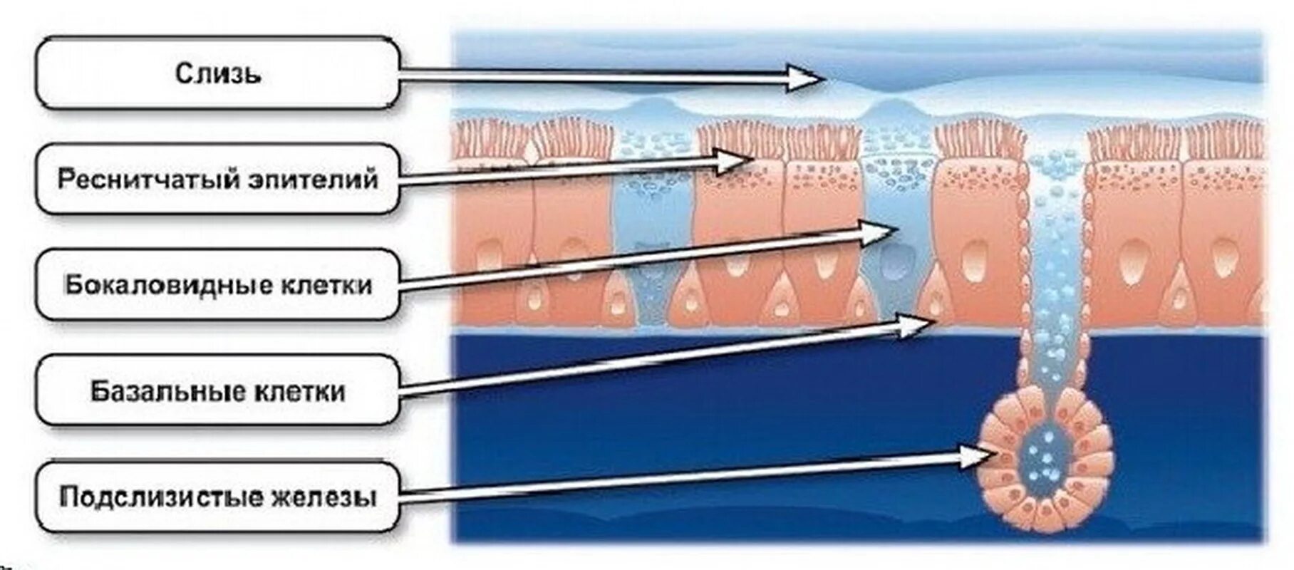 мерцательный эпителий верхних дыхательных путей. мерцательный эпителий слизистой оболочки носа. слизистые железы гистология эпителий. мерцательный эпителий респираторного тракта. слизь выделяемая эпителием слизистой оболочки.