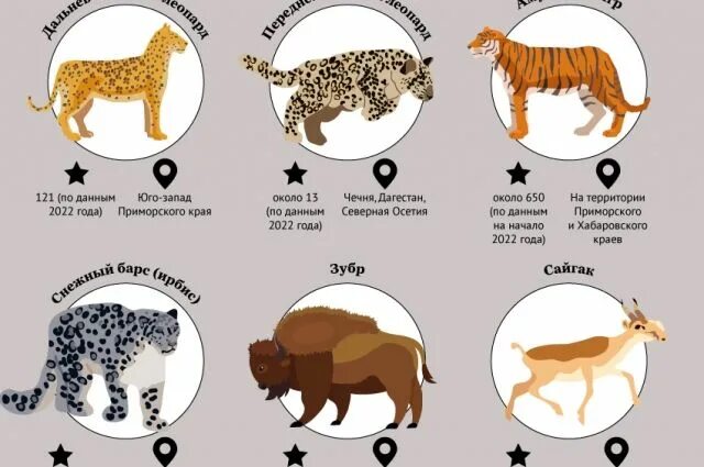 Сколько осталось редких стардропов. Сколько редких животных в России. Инфографика животные красной книги. Сколько осталось редких животных. Сколько всего животных в России.
