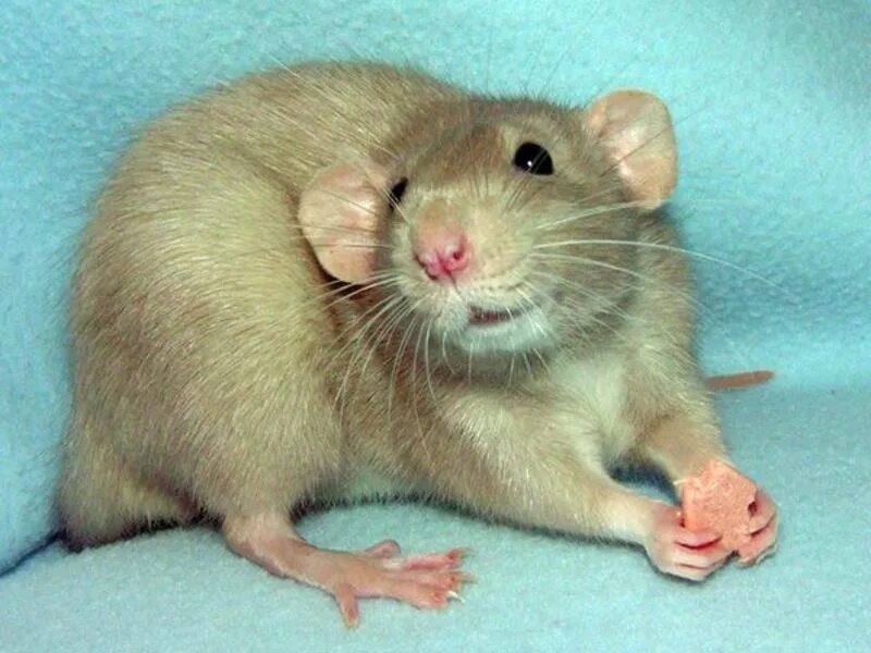 Крыса фото. Лапки мыши
