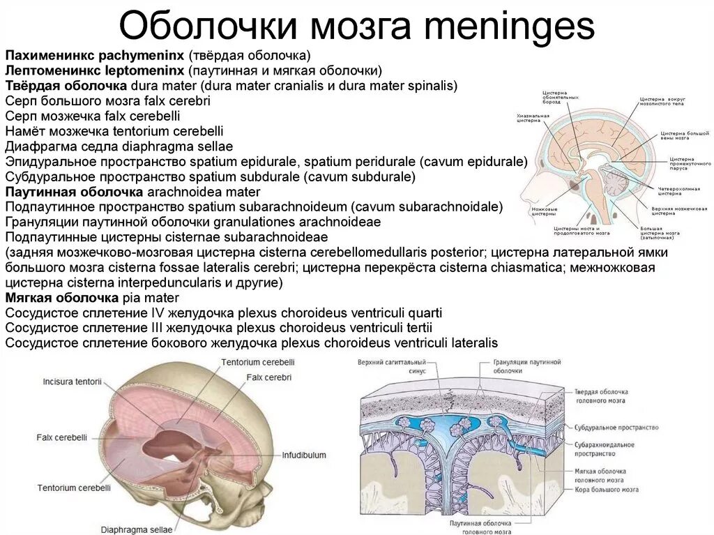 Какие оболочки мозга. Твердая паутинная и мягкая оболочка спинного мозга. Оболочки и МЕЖОБОЛОЧЕЧНЫЕ пространства головного мозга. Мозговые оболочки головного мозга топографическая анатомия. Твердая оболочка и паутинная оболочки.