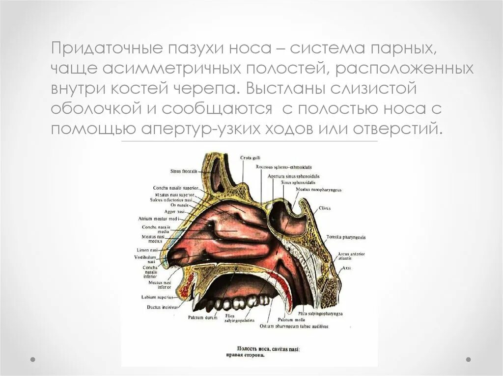 Кости черепа имеющие придаточные пазухи носа. Анатомия носа и придаточных пазух носа. Строение полости носа черепа.