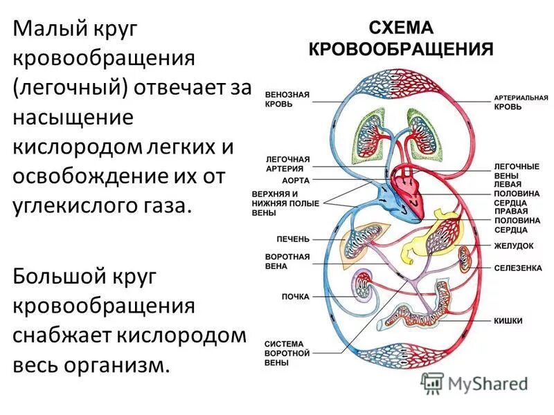 Малый круг кровобращени. Большой круг кровообращения схема. Откуда идет малый круг кровообращения. Парадокс малого круга кровообращения. Малый кругткровообращения.