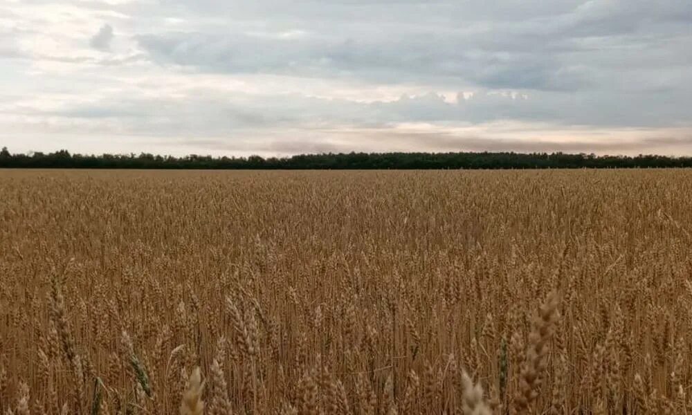 Поля Омской области. Зерновые поля в Омске. Поля с зерном в Омске. Павлоградский район природа.