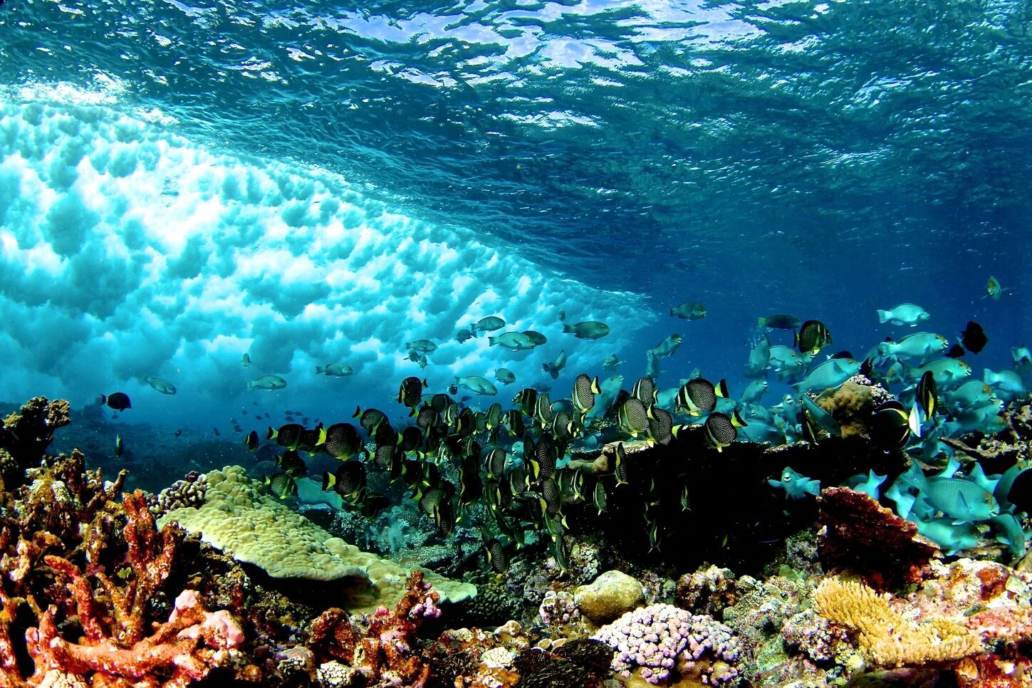 Жизнь в океане сконцентрирована на мелководье. Береговые рифы. Коралловые рифы Тихого океана. Мировой океан рифы. Коралловый риф Флорида.
