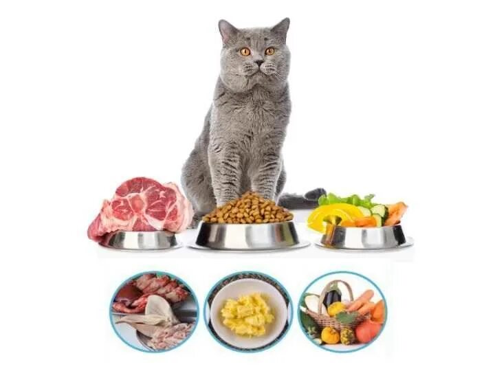 Что можно кошкам из еды. Питание кошек. Еда для кошек. Натуральное питание для кошек. Натуральная еда для кошек.
