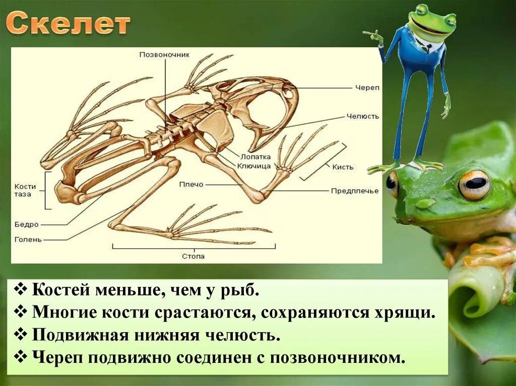 Приспособление позвоночного животного. Скелет позвоночных. Скелет позвоночных животных. Скелета позвоночных рептилий. Внутренний скелет позвоночных.