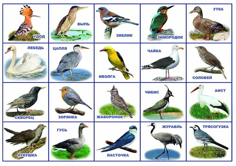 Звуки птиц с названиями. Перелетные птицы России для детей 3-4. Перелетные птицы Урала с названиями. Перелётные птицы России для дошкольников. Зимующие птицы и перелетные птицы с названиями.