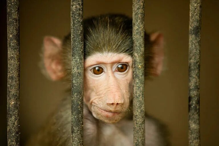 Цезарь восстание планеты обезьян. Горилла маркетинг. Кинг конг. Свободу примату. Планета обезьян революция коба.