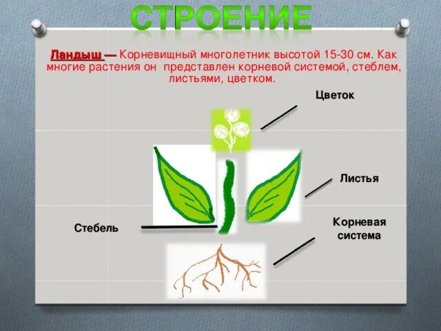 Корневая система ландыша. Строение листа ландыша майского. Строение цветка ландыша. Внешнее строение ландыша. Части растения ландыша майского.