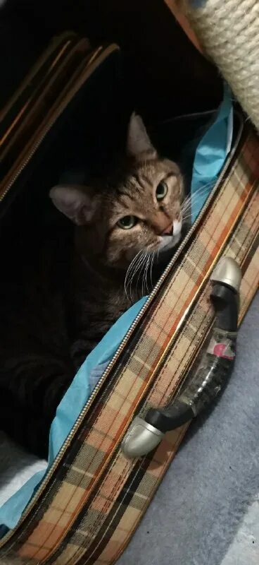 Вася вернулся. Цитаты иди нахрен. Фото с надписью понимаю. Смешилки фото. Котики приколы с надписями.