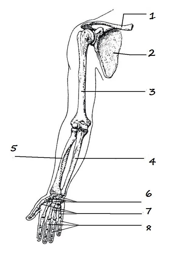 Строение конечностей рисунок. Скелет предплечья верхней конечности. Кости скелета верхней конечности. Кости верхней конечности строение. Строение скелета свободной верхней конечности.