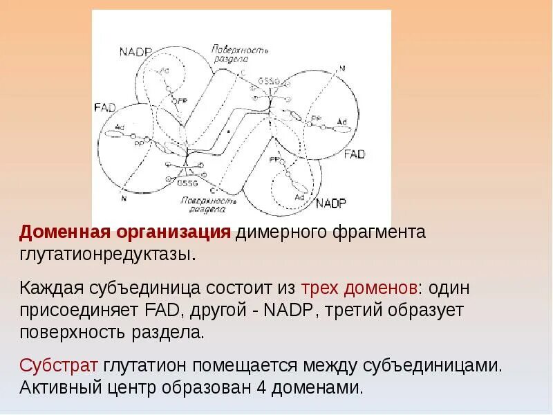 Доменная структура белков. Доменная организация белков понятие о доменах. Домены третичной структуры белка. Особенности пространственной организации доменных белков.