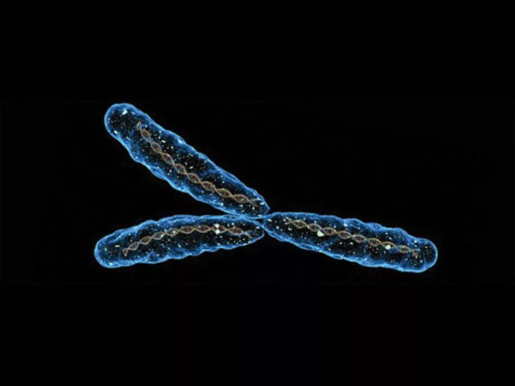 Вторая х хромосома. Игрек хромосома. Х И У хромосомы. Y хромосома. Х И У хромосомы под микроскопом.