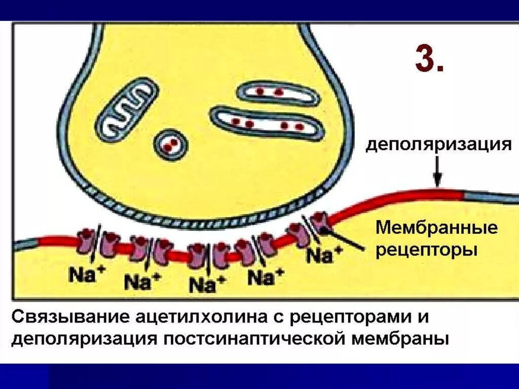 Деполяризация мембраны возбудимой клетки. Деполяризации мембраны схема. Деполяризация мембраны это. Деполяризация мембраны клетки