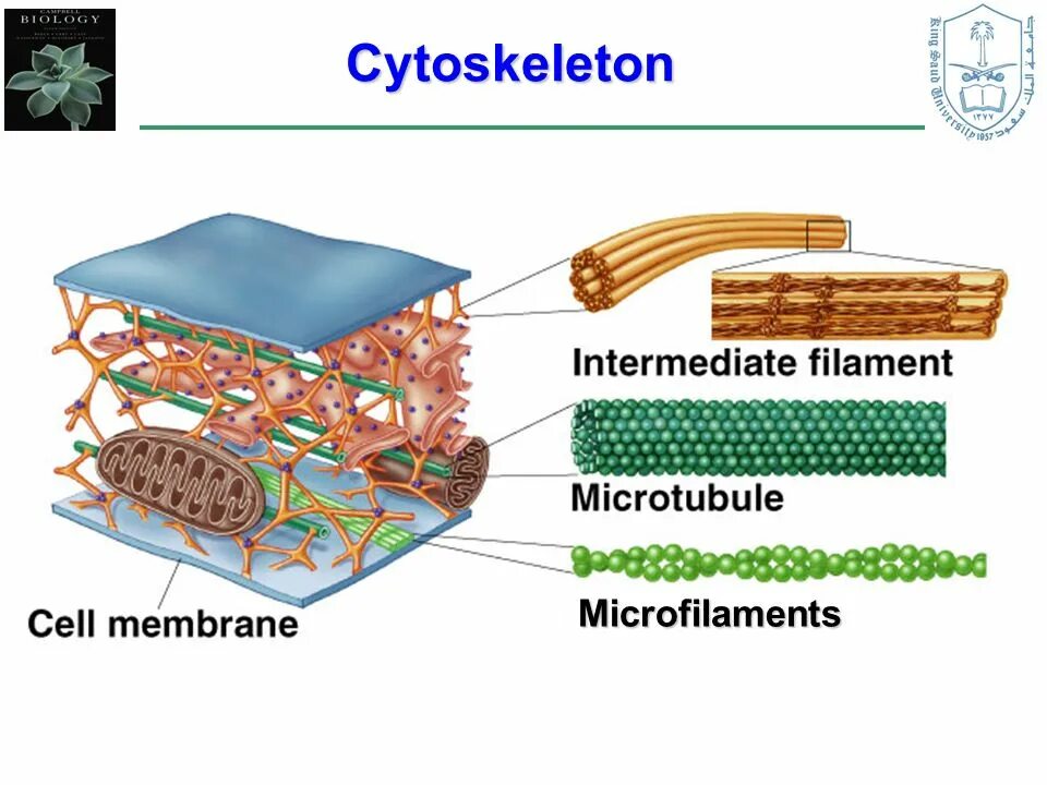 Cytoskeleton. Cytoskeleton Organization scheme.