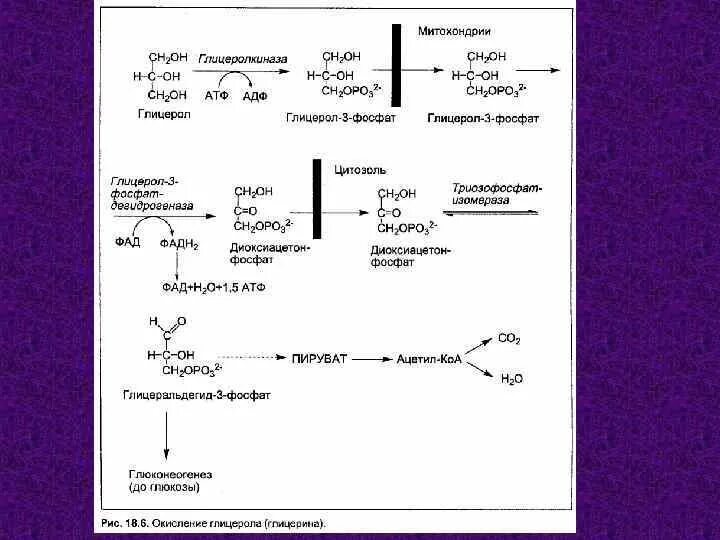 Схема окисления глицерола. Окисление глицерола в тканях до со2 и н2о. Схема окисления глицерина. Катаболизм глицерола схема. Окисление пировиноградной кислоты этап