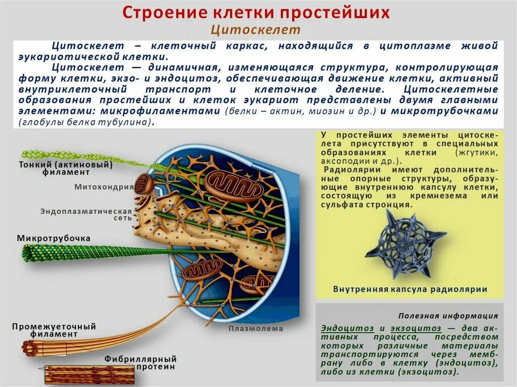 Клетка простейших состоит. Цитоплазма цитоскелет. Строение клетки простейших. Структура клетки простейших. Протисты строение клетки.