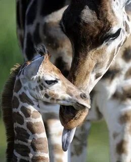 Animals always