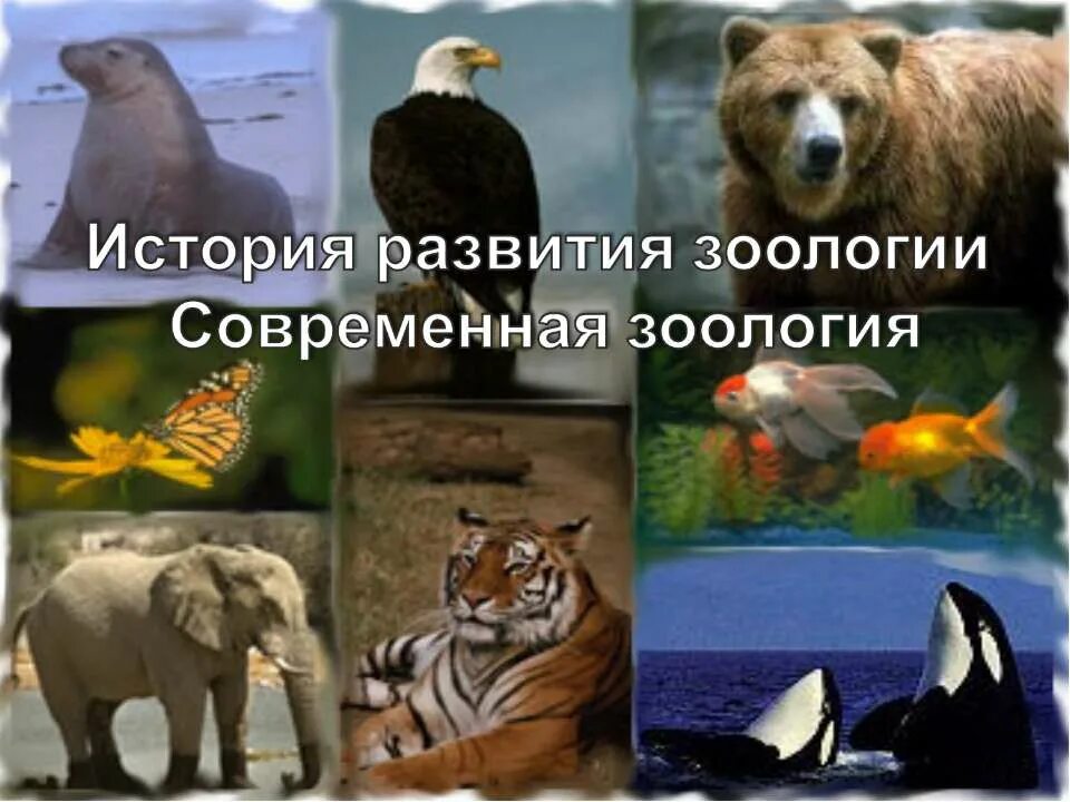 Царство животные многообразие животных. Многообразие животных. зоология животные. история развития зоологии. зоология картинки.