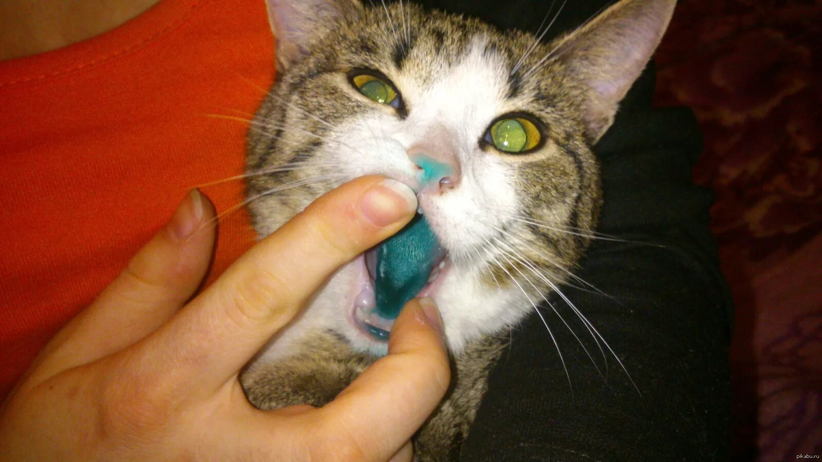 Кот открывает рот. Кошки нюхают ртом