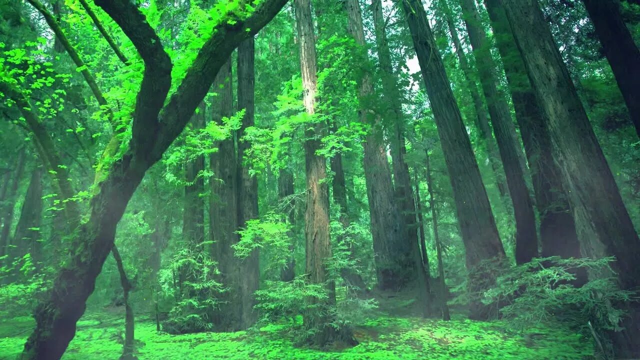 Лесные видео канал новые. Лес футаж. Футажи леса. Фото леса 3 d. Лес футаж для фона.
