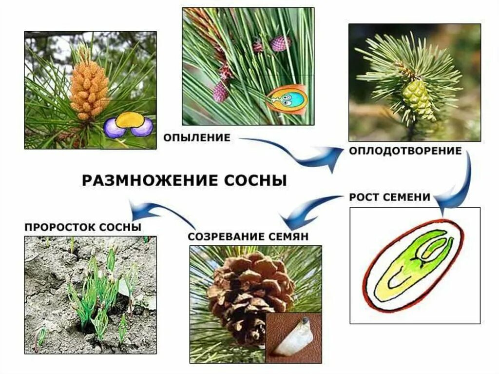 Размножение голосеменных сосна. Семенное размножение сосны Лесной. Размножение голосеменных растений сосны. Оплодотворение голосеменных сосна обыкновенная.