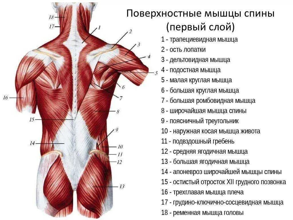Поверхностные мышцы спины 1 слой. Фасции мышцы спины человека анатомия. Мышцы спины анатомия поверхностные 1 слой. Атлас Синельников мышцы спины.