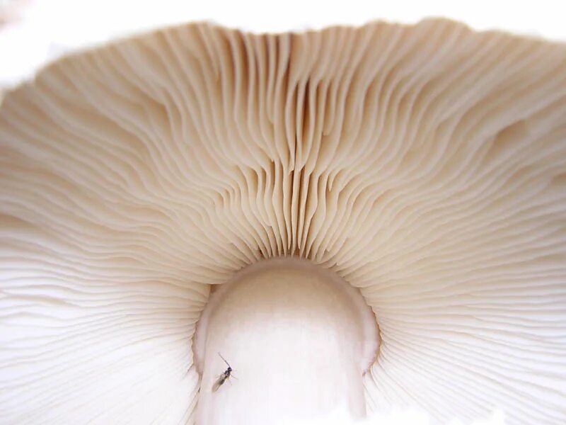 Ламелла грибы. Mushroom Gills. Gill Lamellae. Mushroom глагол