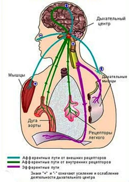 Рефлекторная регуляция дыхания схема. Нервно-рефлекторный механизм регуляции дыхания. Регуляция дыхания нервная и гуморальная схема. Механизм регуляции дыхания схема.