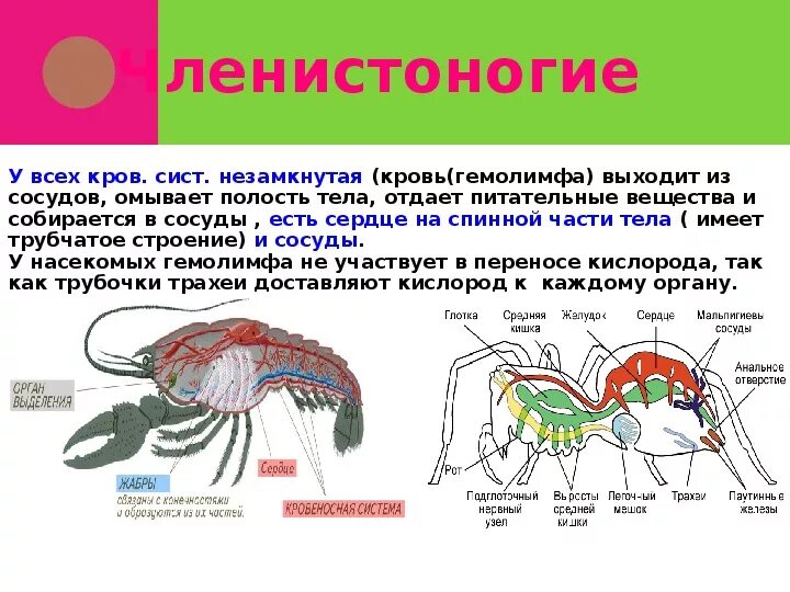 Органы животных 6 класс