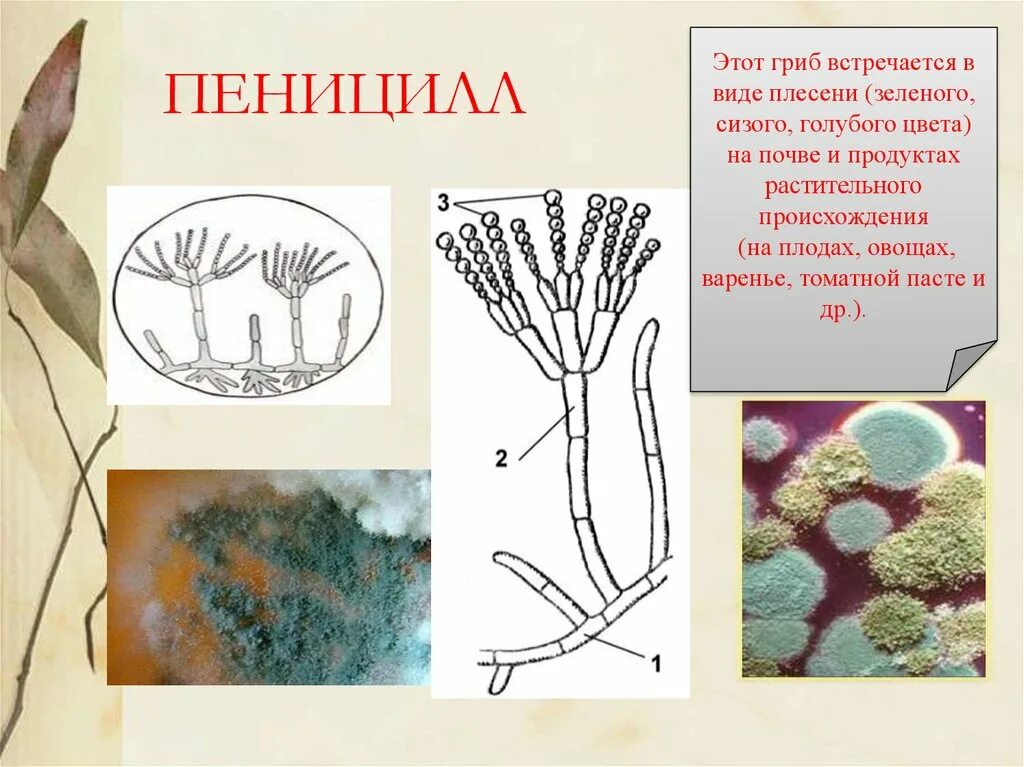 Презентация плесневые грибы 7 класс биология. Сизая плесень пеницилл. Гриб пеницилл плесень. Гриб пеницилл грибница. Строение плесени пеницилл.