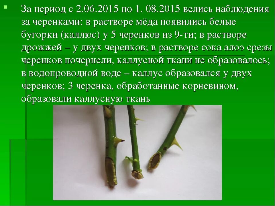 Через сколько появляются корни в воде. Черенкование роз по дням. Каллус на черенке розы. Размножение роз черенками. Размножение роз черенкованием.