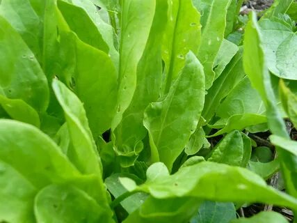 Что значит щавель у девушки как выглядит